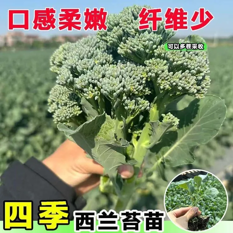西兰苔苗秧苗芥蓝芥兰四季菜苔蔬菜种苗菜心秧苔菜西兰花四季盆栽