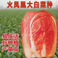 【五袋包邮】火凤凰大白菜种子红白菜籽抗病秋播橘红心种子