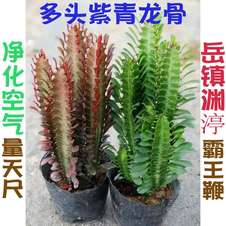 多头紫青龙骨多肉植物室内客厅阳台旺宅易养仙人柱盆栽防辐射