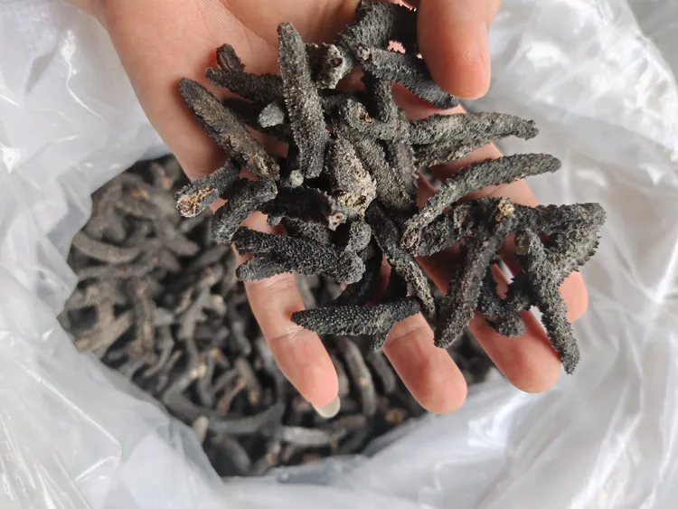 刺秃海参煲汤煲粥打火锅美味之选