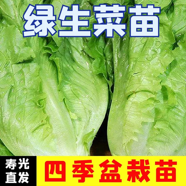大速生生菜苗秧苗子籽带土球高产生菜苗子罗马红皱直立生菜苗盆栽