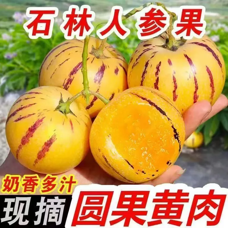 【树上熟】正宗云南人参果黄肉黄心树上熟当季应季低糖新鲜水果整箱