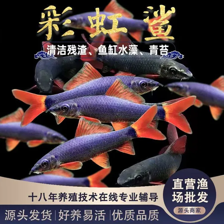 彩虹鲨工具可混养清洁清道夫吃残渣招财观赏鱼红米奇小精灵招财猫