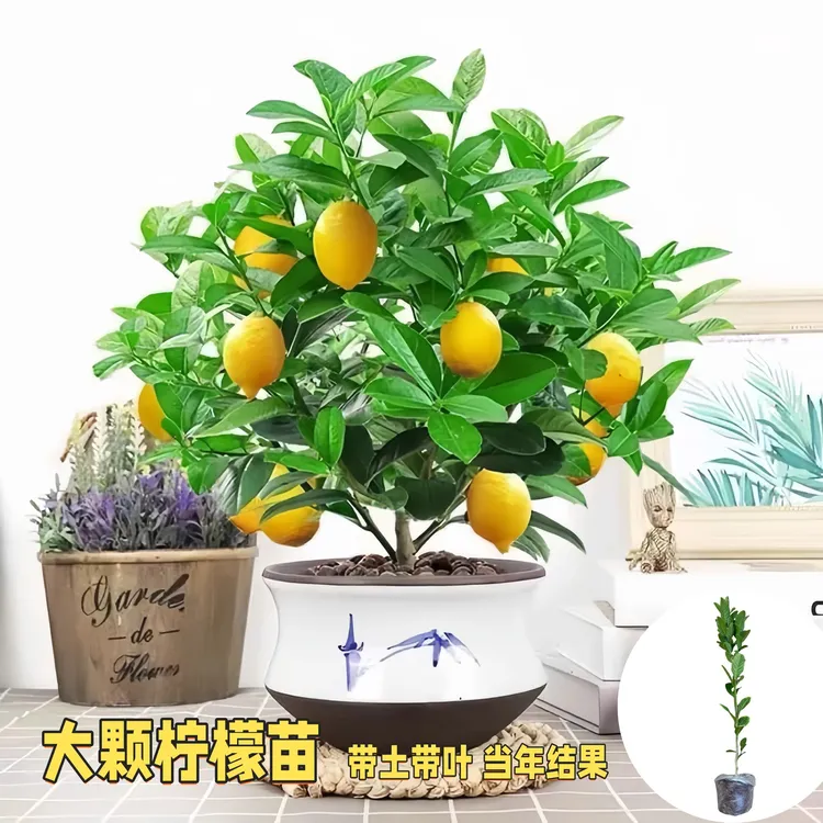 四季香水柠檬苗盆栽地栽南北方种可食用无籽青柠檬苗当年开花结果