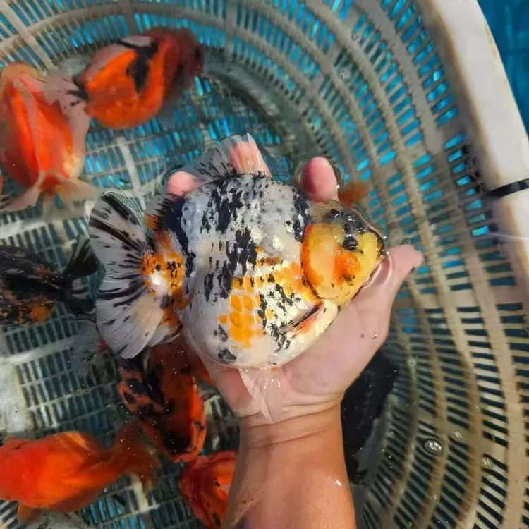 冷水好养耐活将军泰狮观赏鱼精品