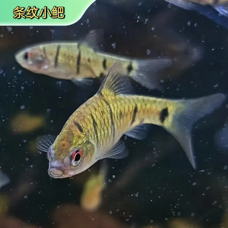 原生群游冷水鱼原生鱼条纹小鲃鲜活溪水小杂鱼观赏鱼鱼缸清洁鱼