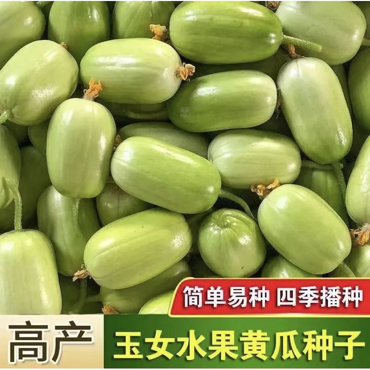 【玉女黄瓜种子】家庭阳台小院盆栽地栽四季种植商品图