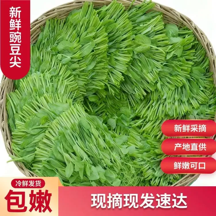 【一周内5600+人下单】豌豆尖新鲜蔬菜当季正宗豌豆苗现货火锅配菜