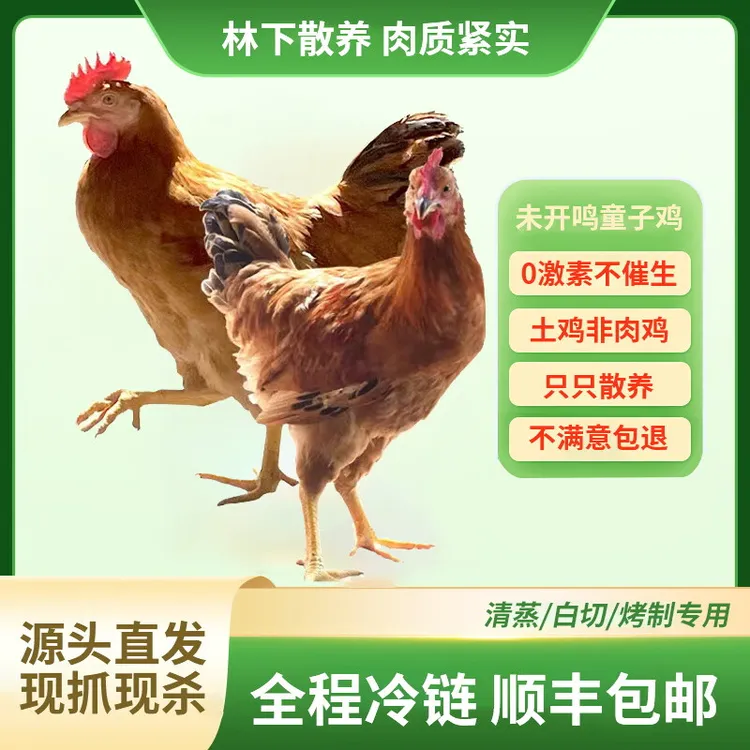 苏北林下农村散养土鸡童子鸡未打鸣小公鸡现杀现发