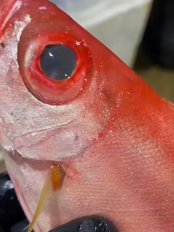 广东汕尾本港新鲜小船货红目鲢，大眼鸡