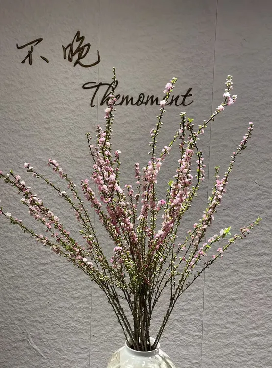 【珍珠李】云南斗南基地现采现发高端居家氛围花材超长花期小众花材