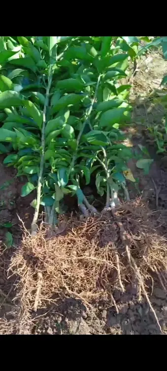 早熟砂糖橘苗裸根沾泥发货