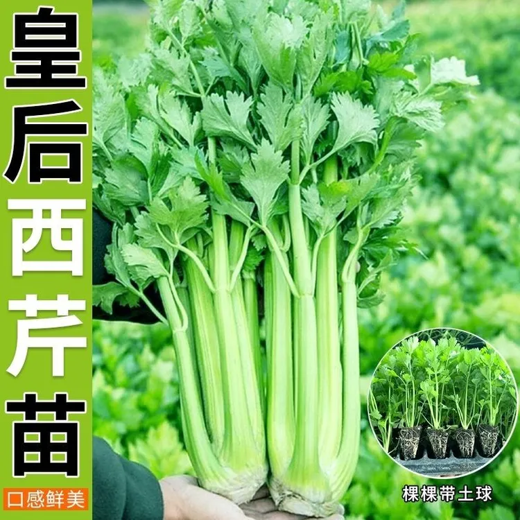 皇后西芹四季香芹菜红芹菜苗实心大芹菜根芹秧苗小院盆栽庭院种植