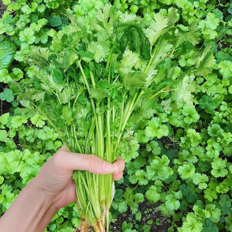 【四季大叶香菜种子】耐寒耐旱香菜芫荽种子阳台花盆四季种植秋冬菜