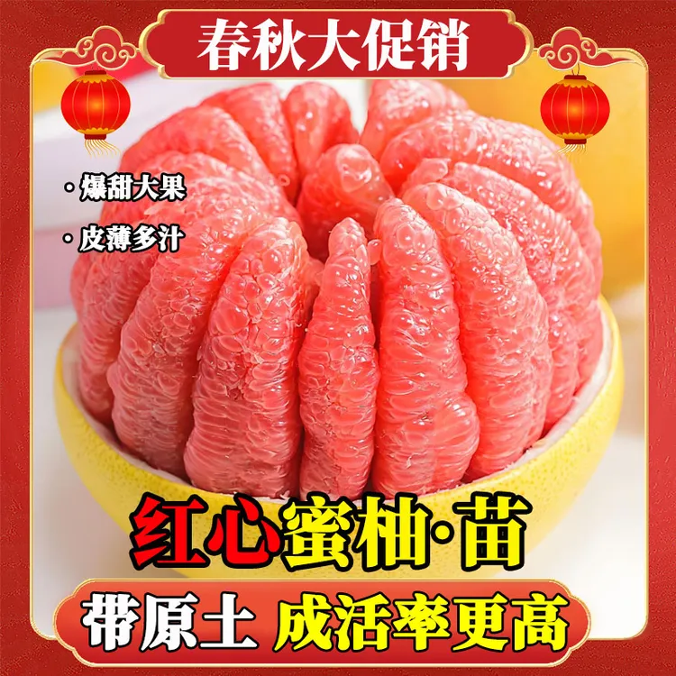 【红心蜜柚】正宗嫁接树柚子果树纯甜盆栽地栽阳台庭院南北方种植