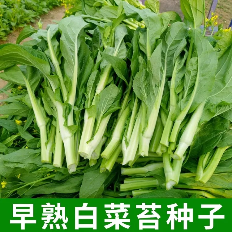【白菜苔种子】早熟菜苔青菜菜心苔芯大田庭院盆栽春秋四季采收种籽商品图
