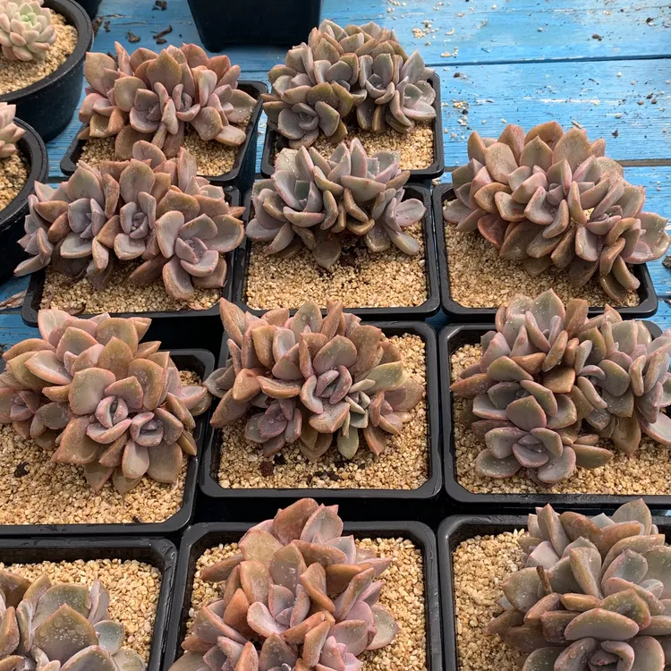 群生多头彩虹糖朵朵缀小树造型多肉植物好看好养适合新手