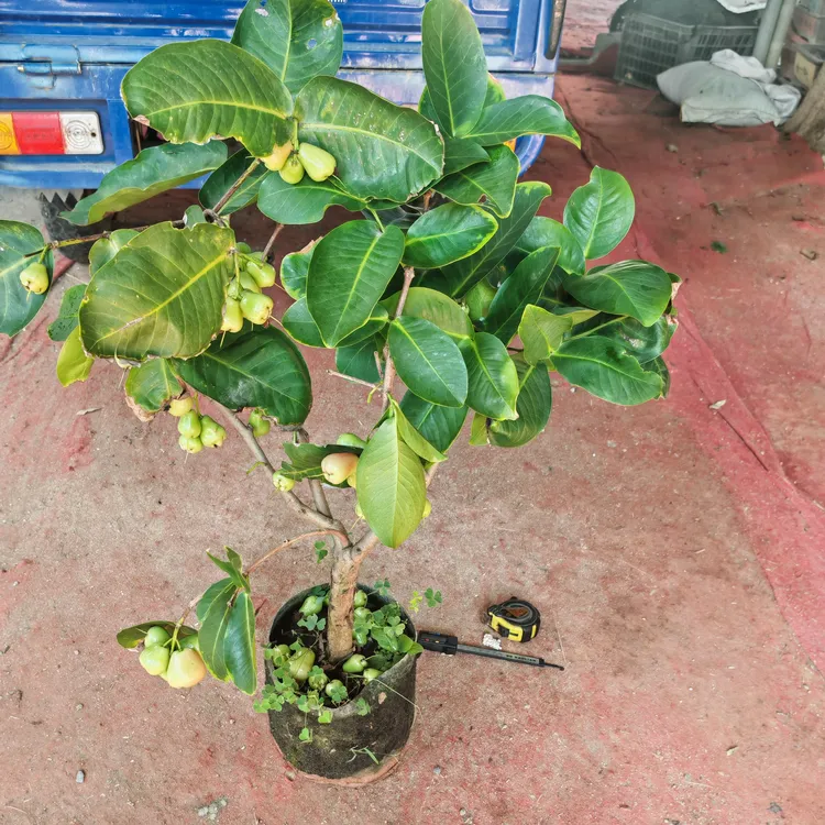 大叶红莲雾树嫁接营养杯苗南方四季种植当年挂果带叶带花带果发货