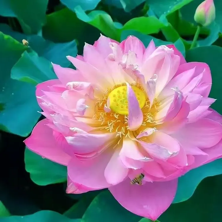 大型精品观赏睡莲花带花苞池塘水缸盆栽水培植物