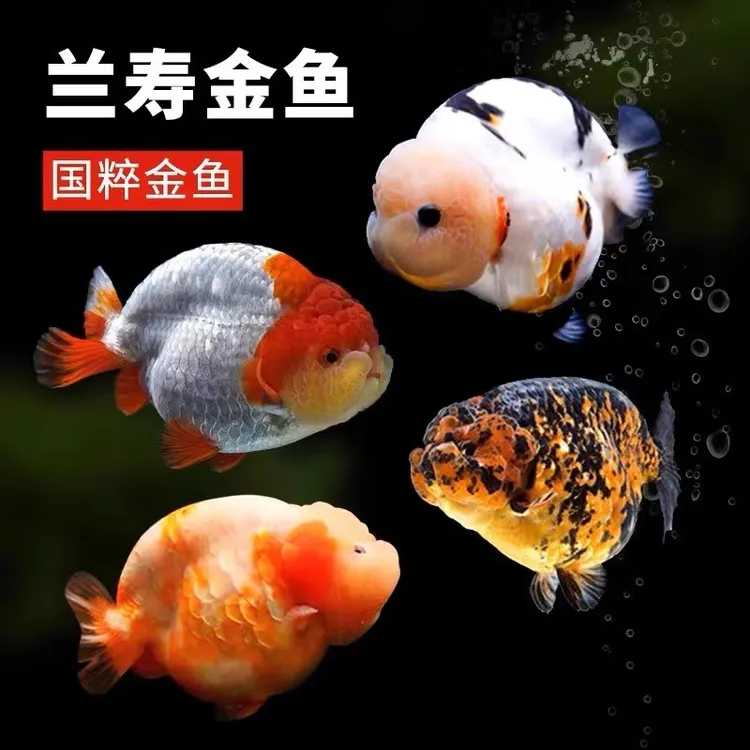 兰寿金鱼冷水观赏鱼苗活体波妞金鱼奶牛兰瘦金鱼好养耐活招财鱼苗