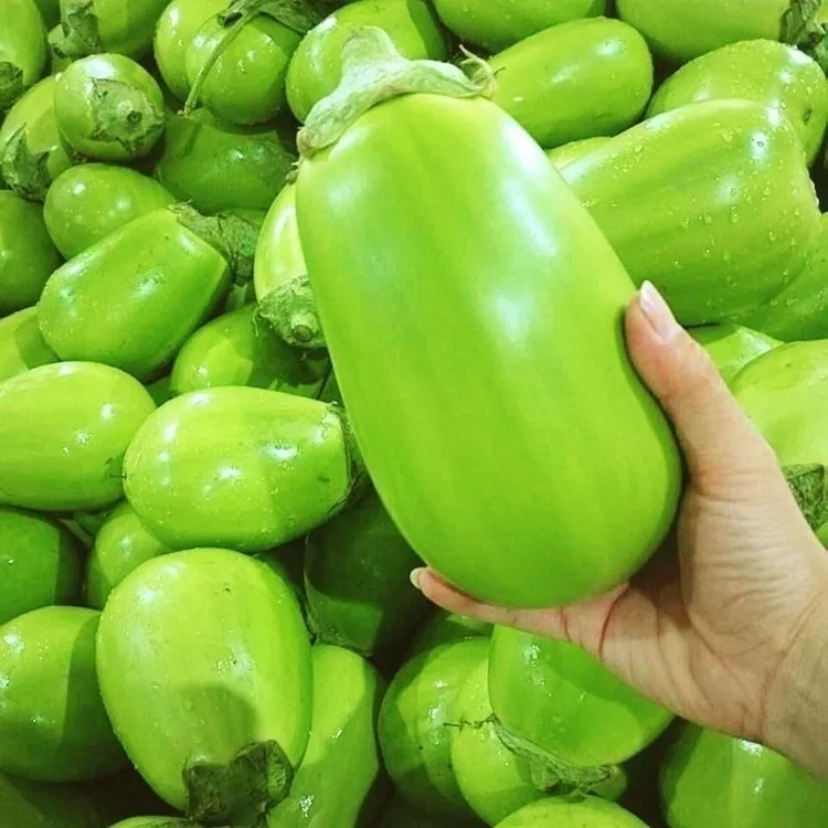 河南新鲜绿皮茄子鲜嫩可口产地直发青皮茄子鲜嫩可生吃绿皮茄子