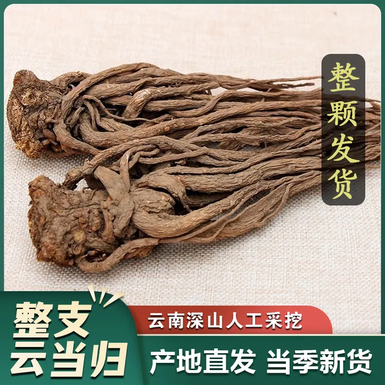 云南当归 云南特产干货 整棵当归 自然晾晒
