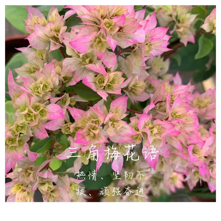 花彩重瓣三角梅四季开花苏瓦娜盆栽室内阳台庭院勤花爬藤老桩树苗