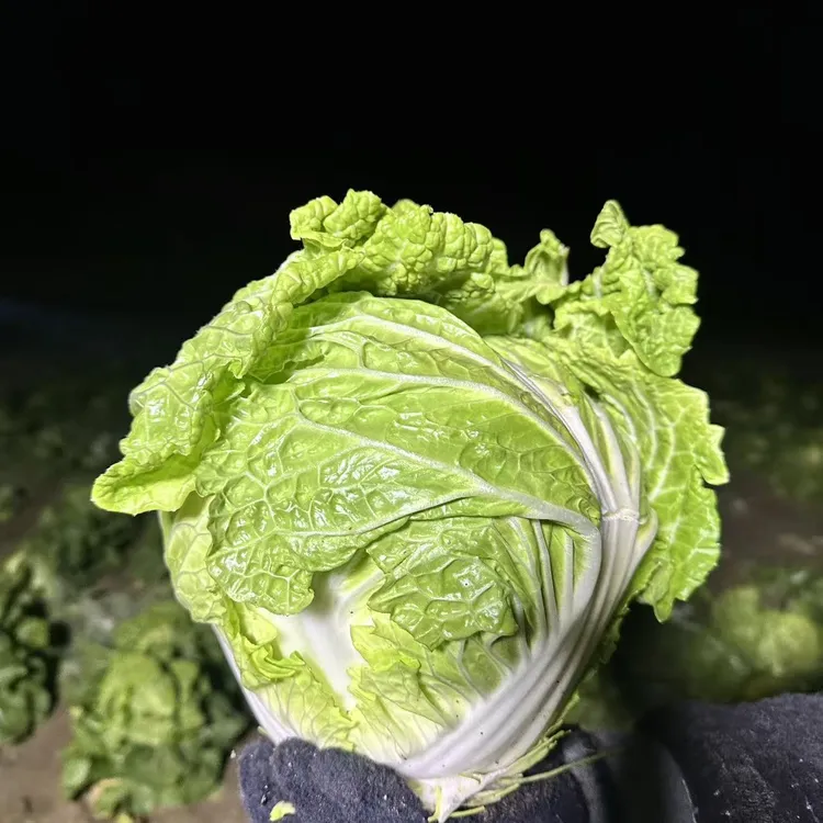 北方生态种植霜打鸡腿大白菜
