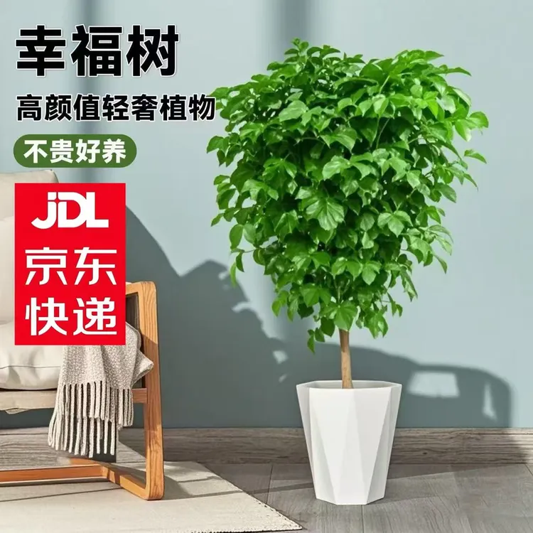 【京东送货上楼】1.1-1.3米棒棒糖幸福树盆栽客厅办公室四季常青