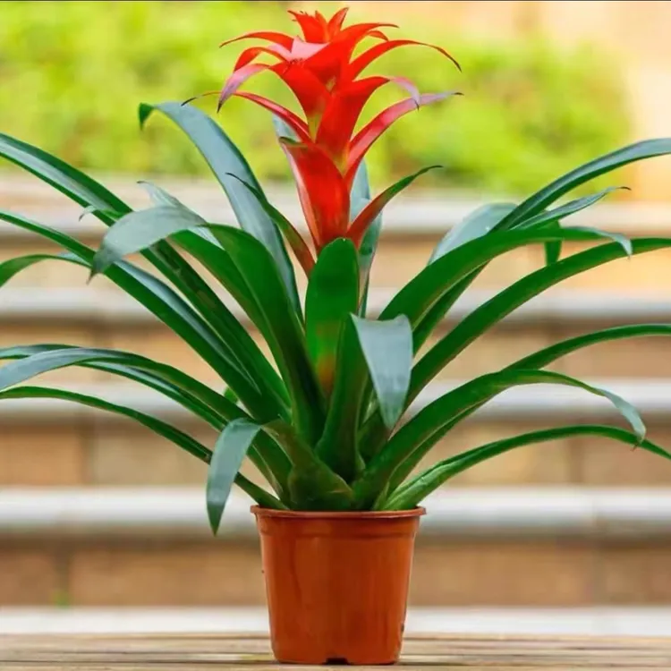 鸿运当头盆栽室内客厅办公室花卉家用净化空气