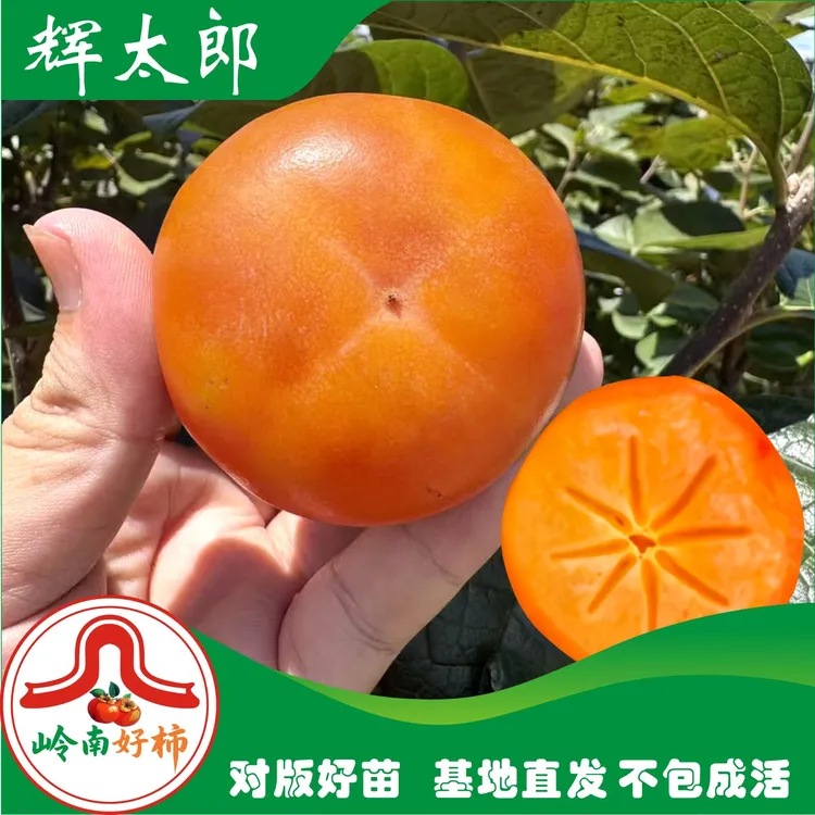 辉太郎脆柿苗柿子树苗柿子树地栽盆栽基地直发（包对版，不包成活）