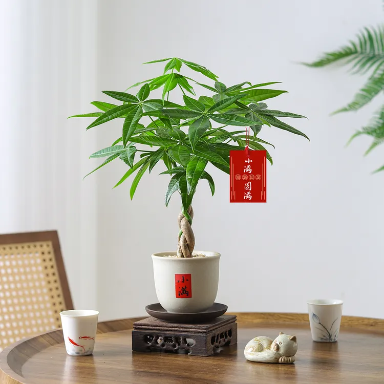 发财树盆栽室内绿植客厅办公桌面摆件四季常青好养花卉植物盆景