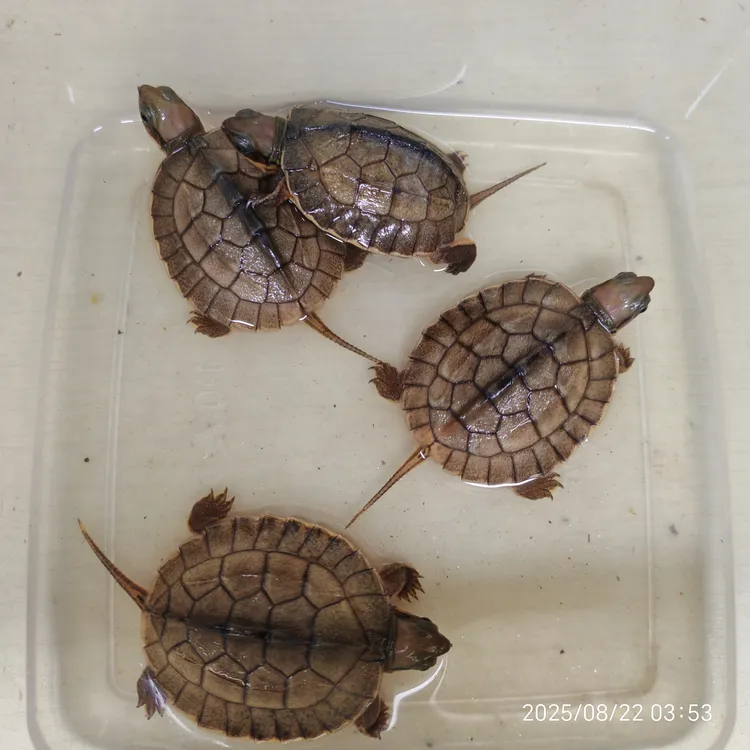 纯种南石龟金钱龟活体观赏宠物龟稀有送龟粮