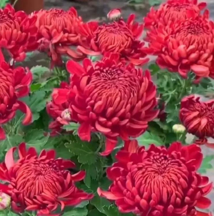 九月菊【红绣球】带花苞传统菊大花九月菊盆栽耐热寒 好养活