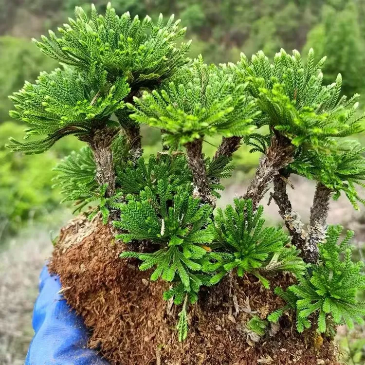 卷柏绿植盆栽多年生草本植物假山庭院吸水石造景绿植九死还魂草