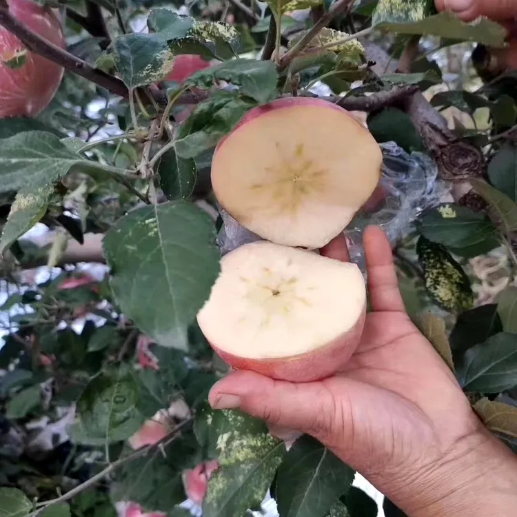 带箱3公斤【净5斤】山西运城冰糖心红富士当季水果产地直发