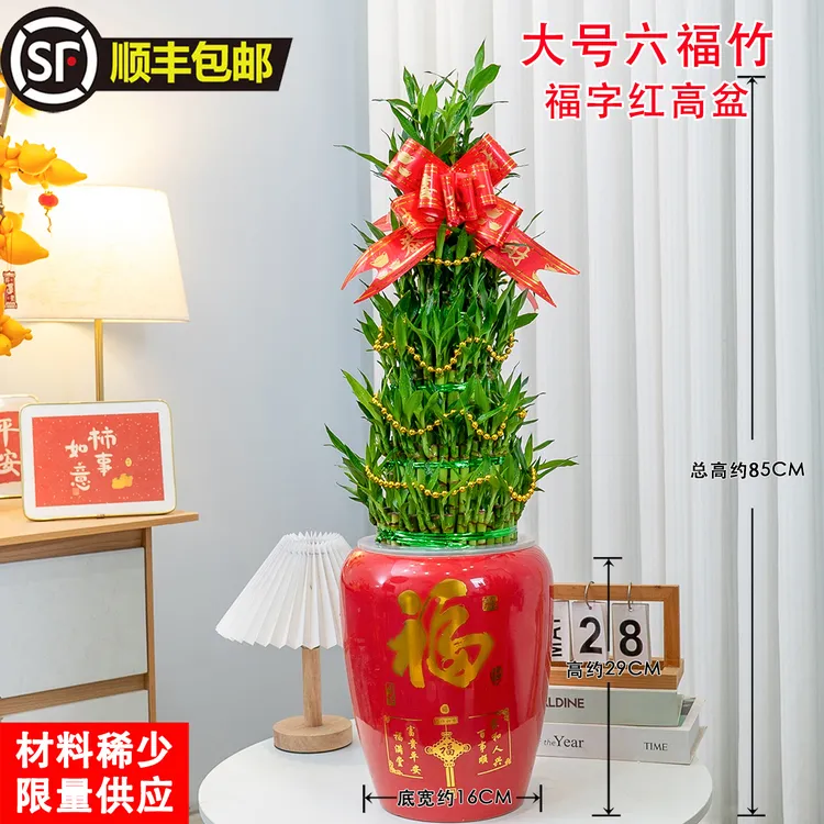 顺丰富贵六福竹水培节节高竹塔盆室内绿植客厅办公室乔迁开业送礼