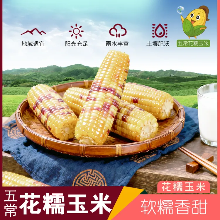 【试吃3根25年头茬】东北花糯玉米整箱10根装单根240克以上