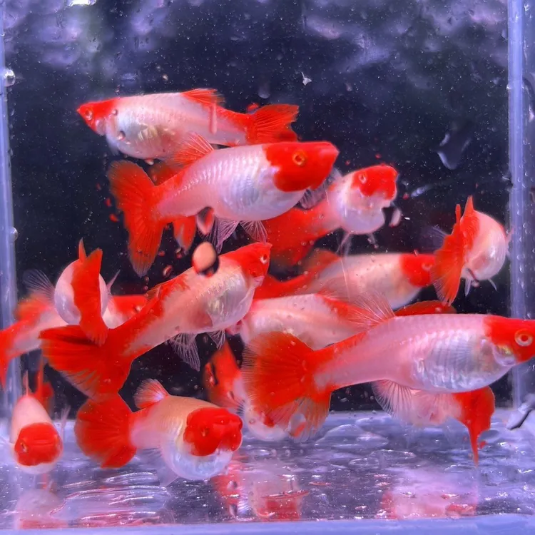 鸿运当头孔雀鱼小型热带鱼活体观赏鱼耐活好养鱼