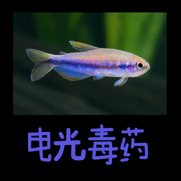 【电光DY】灯科鱼  观赏鱼