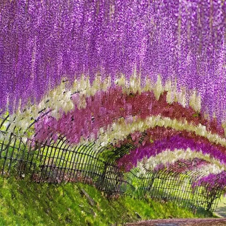 攀援花卉紫藤种子紫藤花种子紫藤萝种子