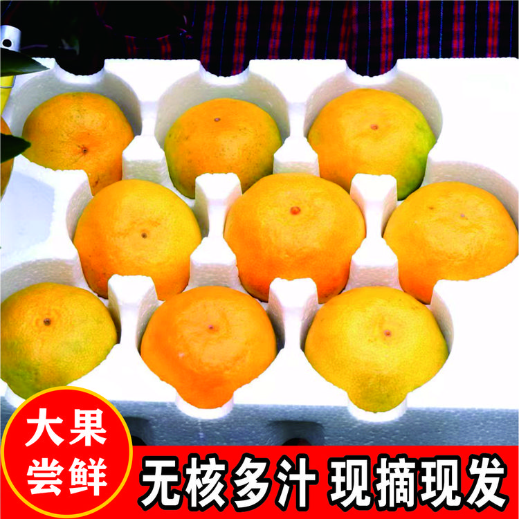 大果尝鲜临海特产涌泉高山无核蜜桔多汁酸甜可口新鲜现摘应季水果