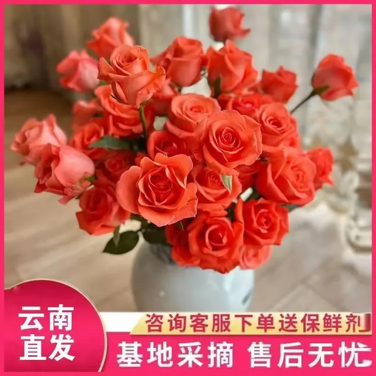 云基地直发 大花头影星 粉色鲜花玫瑰水培花束基地批发鲜切花