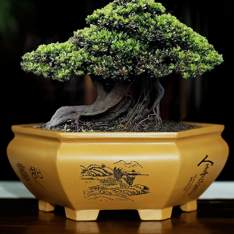 紫砂宜兴花盆六角六方清仓手工刻绘盆景陶瓷老桩口径花卉透气盆栽