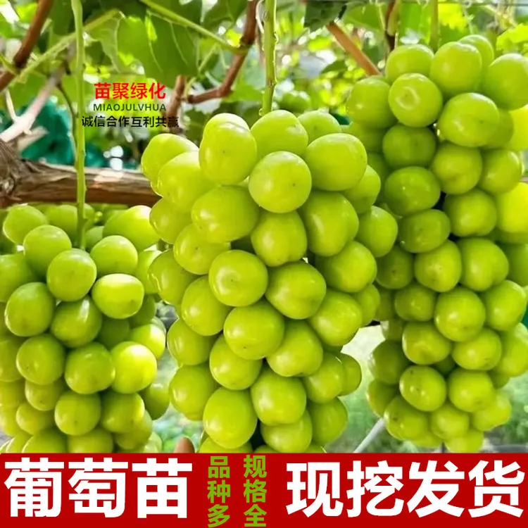 阳光玫瑰葡萄苗盆栽庭院爬藤南方北方种植无籽葡萄树苗