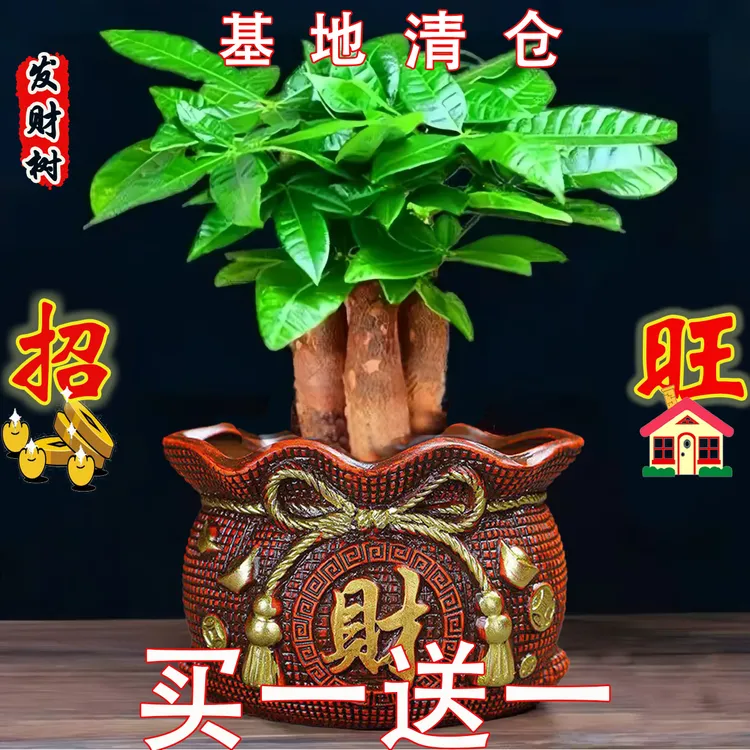 发财树水培盆栽室内客厅桌面绿植装饰品水培三杆树办公室好养