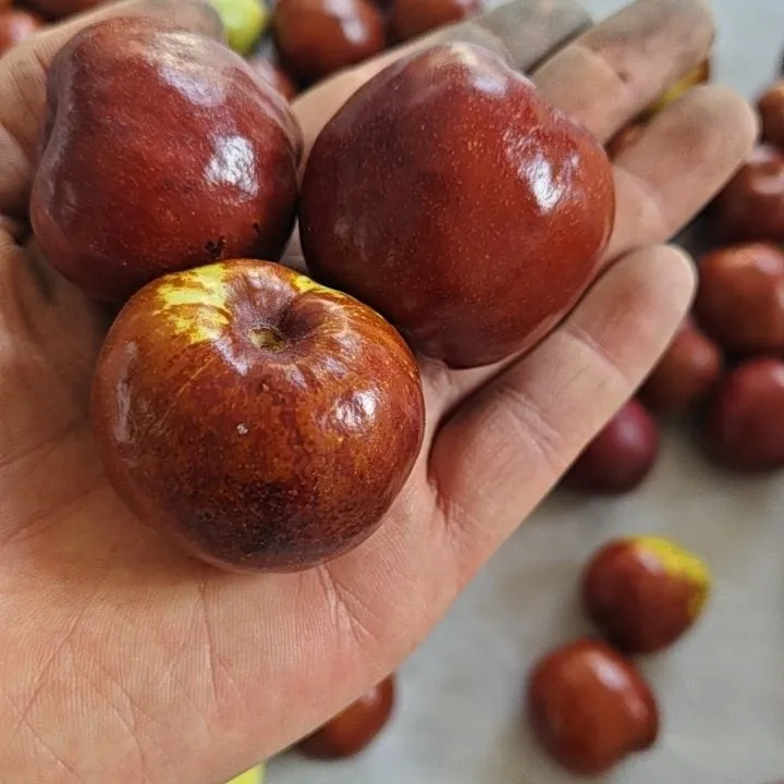 山东特产2025现摘鲜红枣整箱蒸着吃香甜糯口茌平圆铃大枣博平笨枣