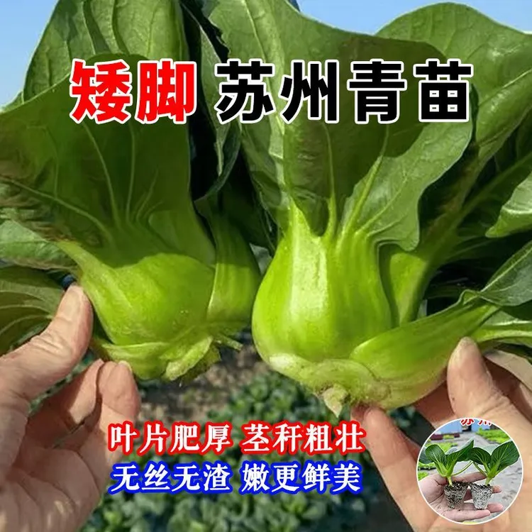 矮脚苏州青菜苗上海青秧苗紫罗兰小青菜苗蔬菜阳台种菜青菜苗大全