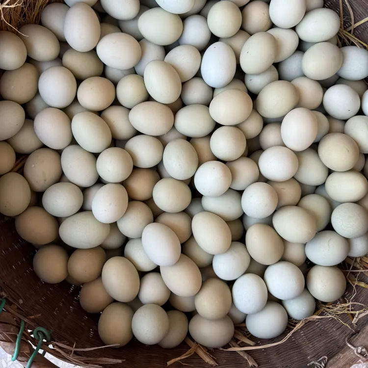 （乌鸡绿壳蛋）广西桂林高山树林农家散养生态新鲜乌鸡蛋土鸡蛋