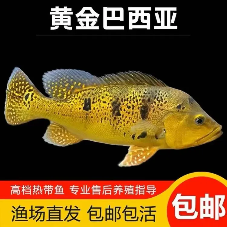 黄金虫纹巴西亚热带鱼观赏鱼三间鱼龙鱼虎鱼混养配鱼